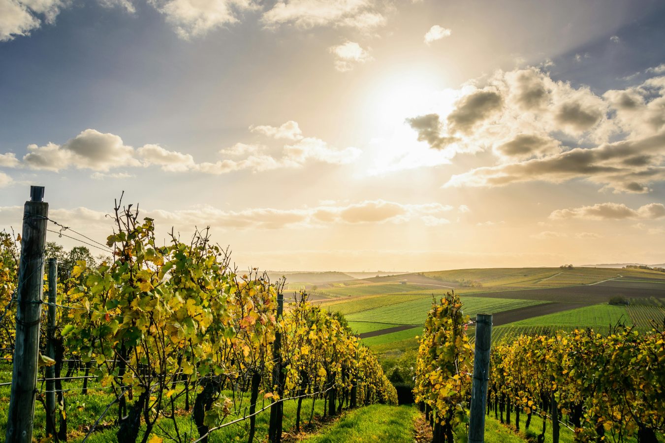 Santa Maria Valley wine grapes California